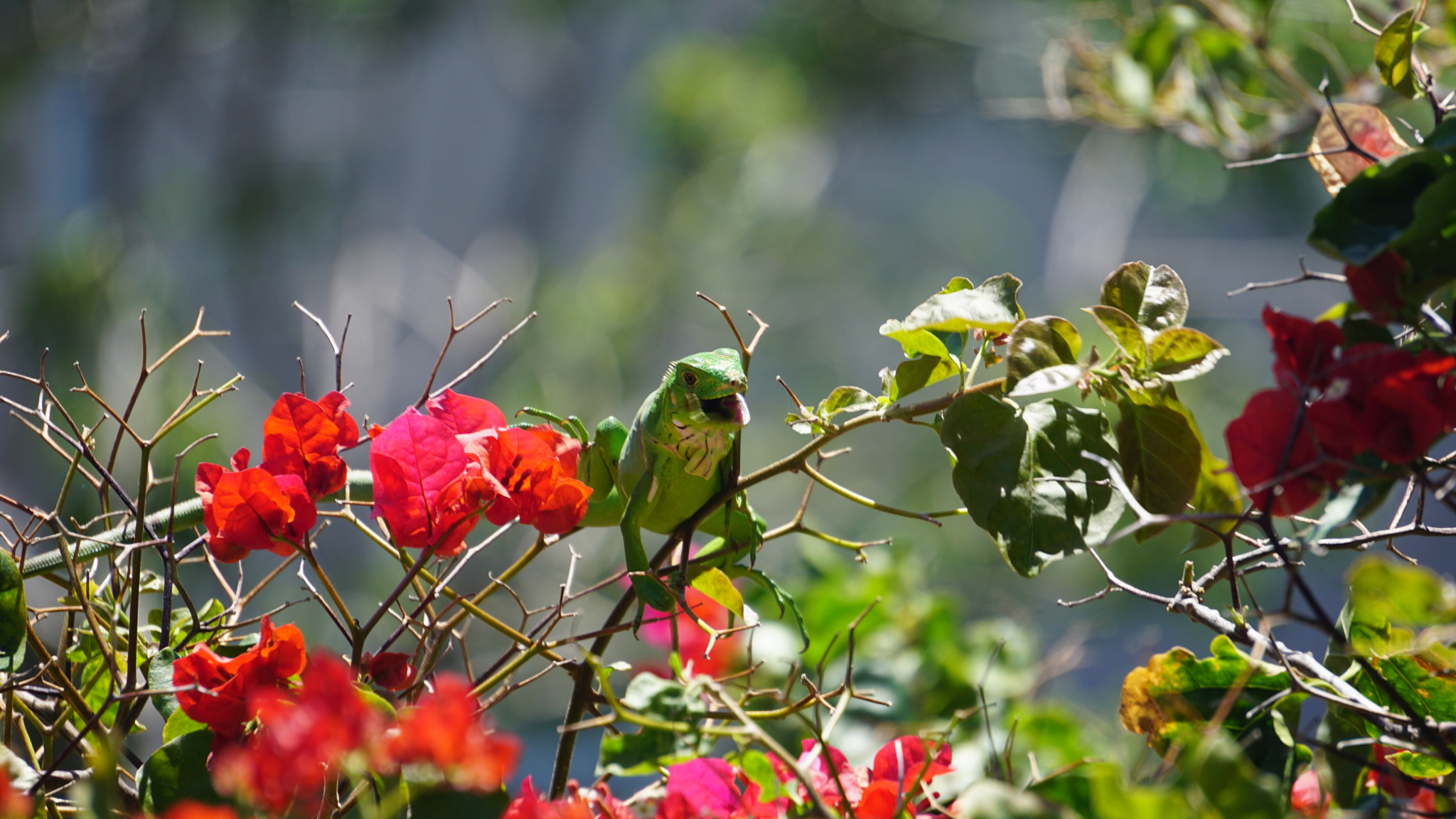 Sony E 55-210mm F4.5-6.3 OSS sample photo. Green iguana smiling - bounganvillea photography