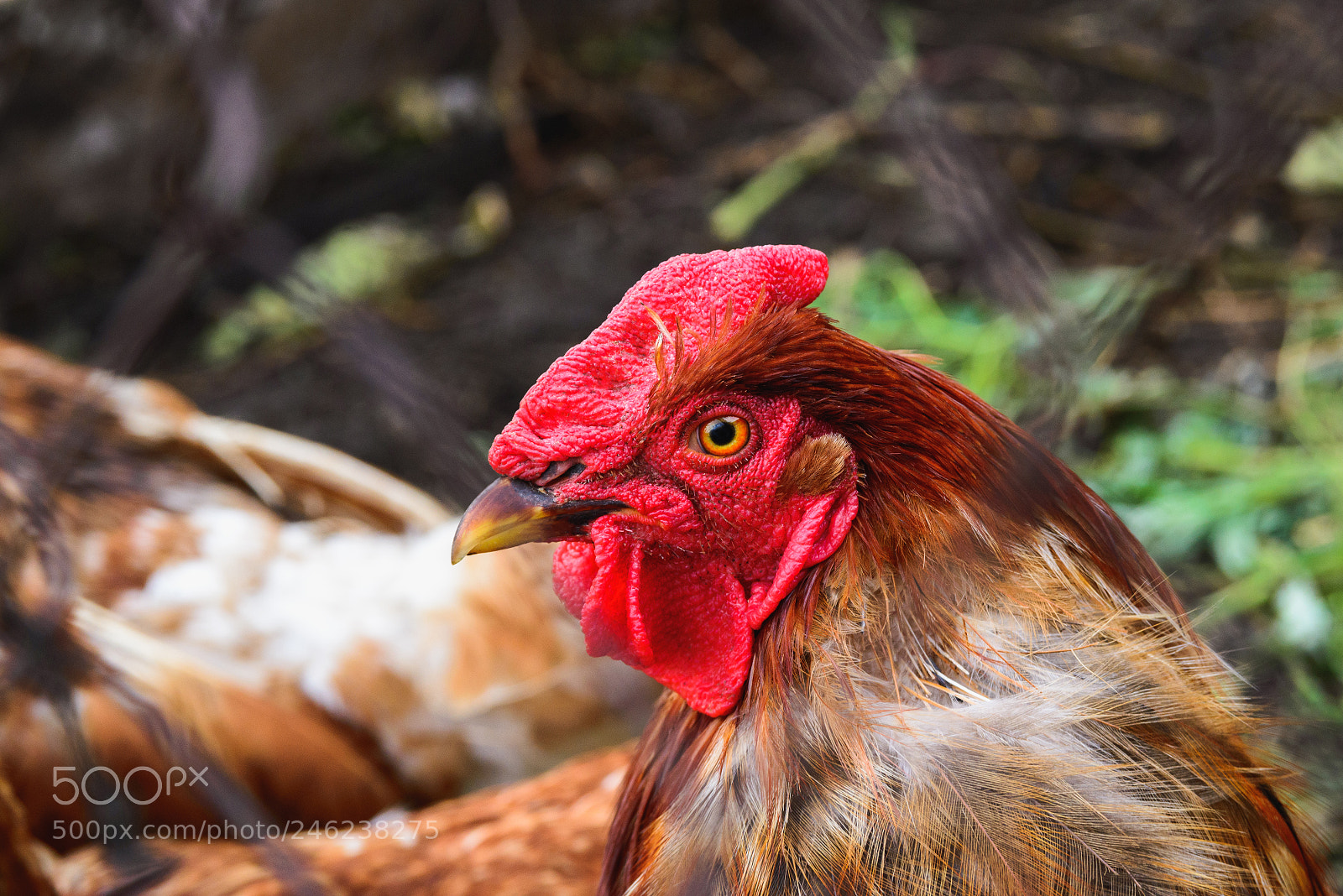 Nikon D600 sample photo. Non-urban outdoors scene of photography