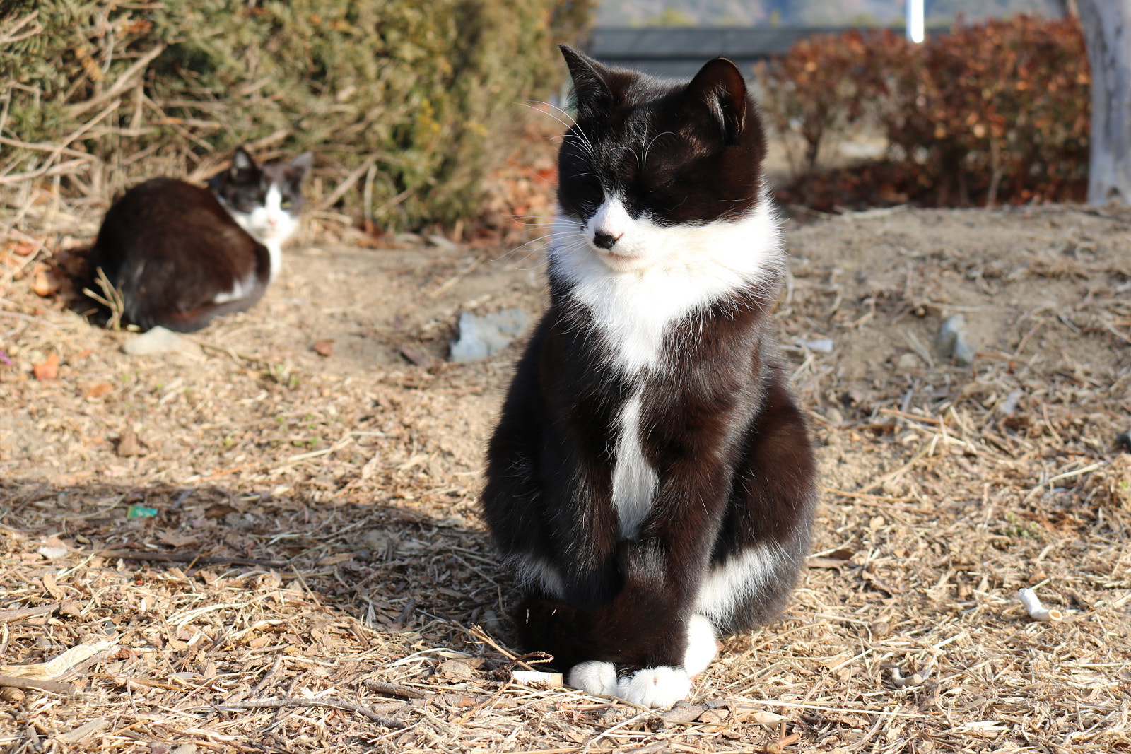 Canon EOS 750D (EOS Rebel T6i / EOS Kiss X8i) sample photo. Untitled photography
