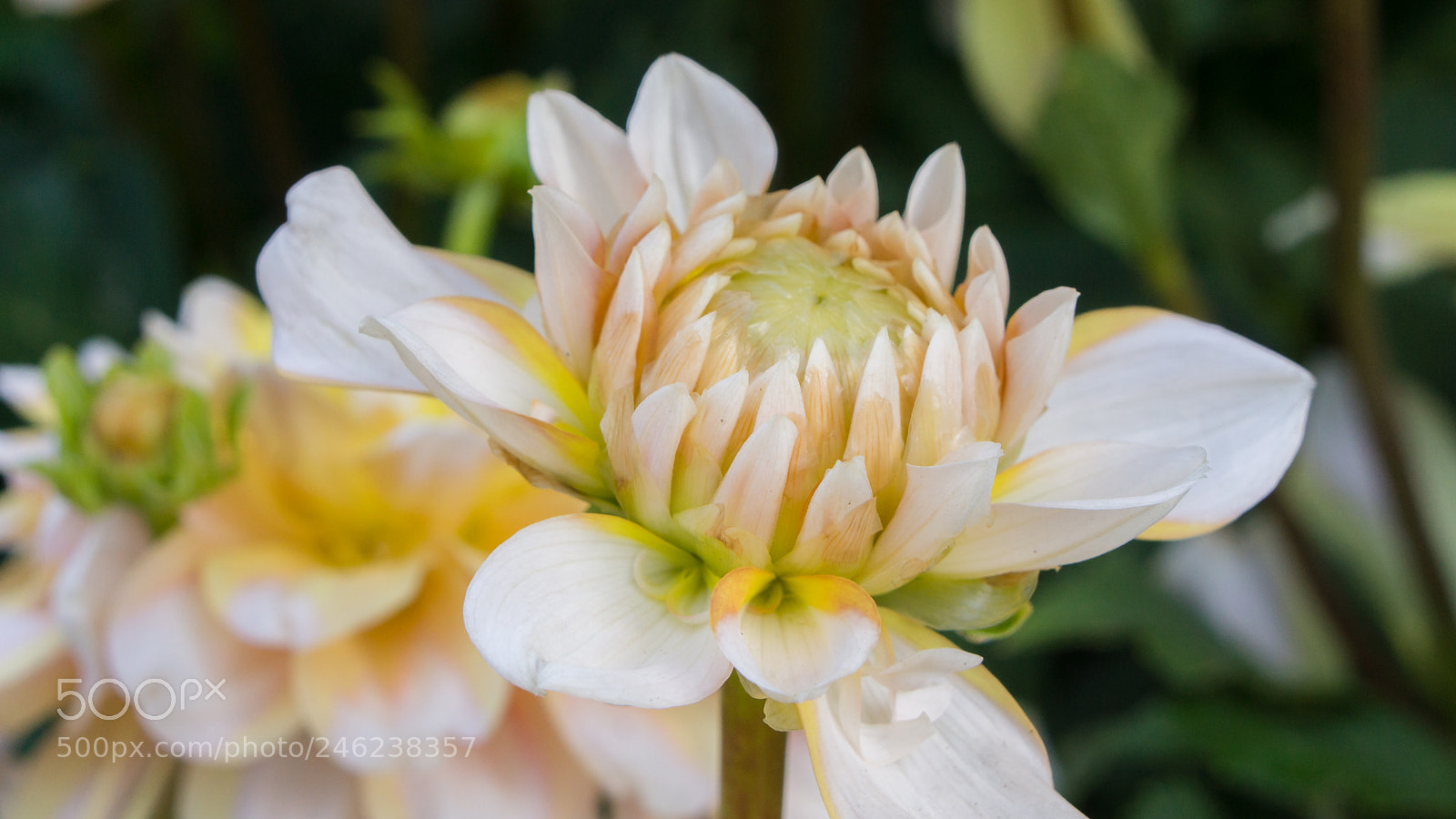 Sony Alpha NEX-7 sample photo. Untitled photography