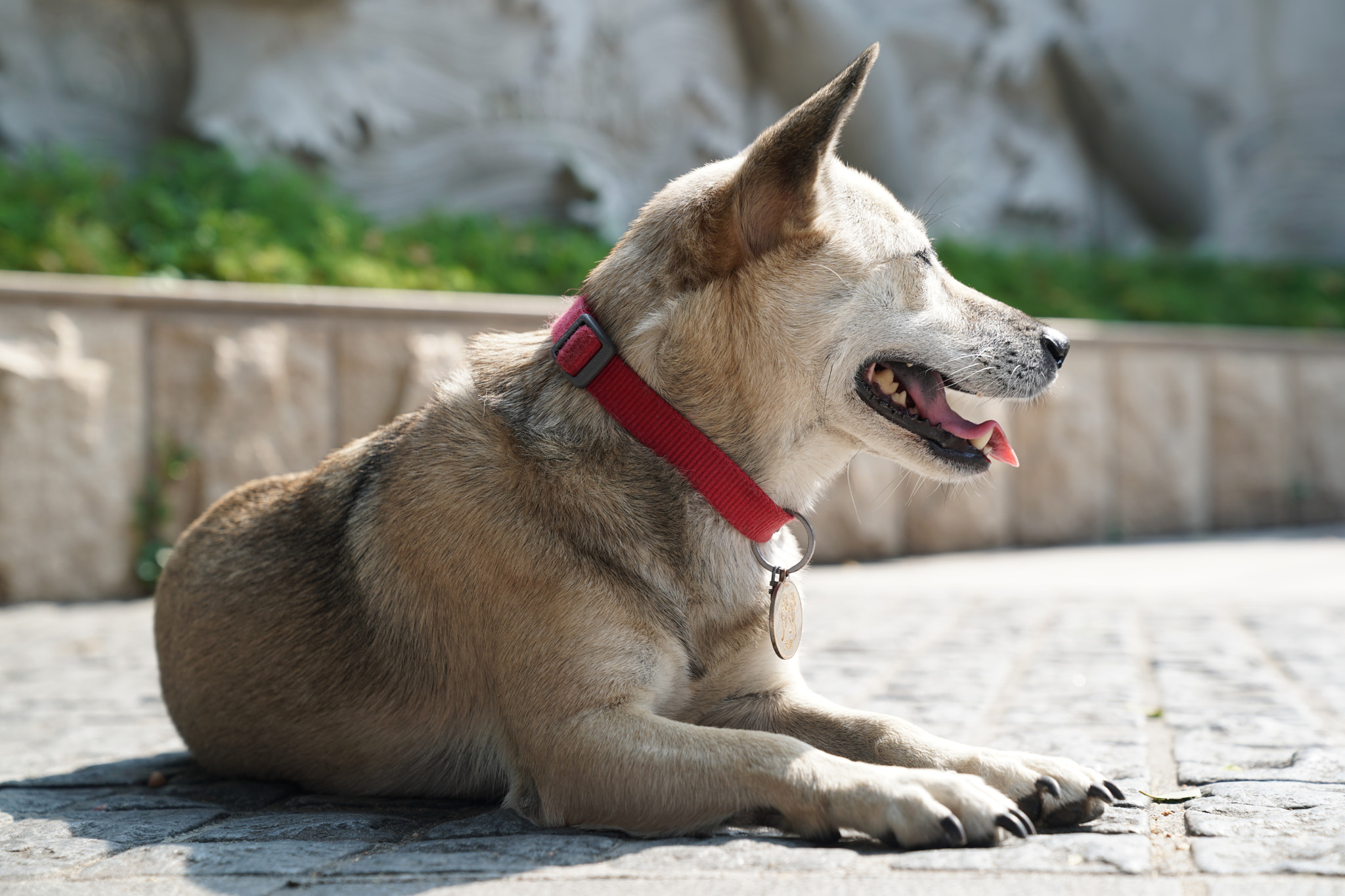 Sony FE 24-70mm F2.8 GM sample photo. Fluffy～ photography