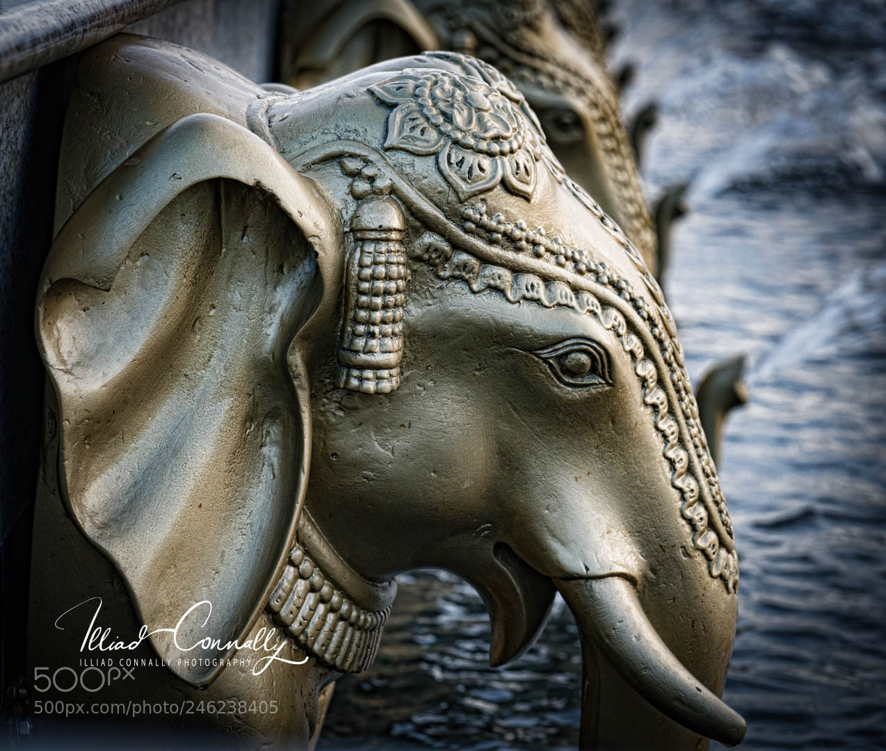 Sony a7R II sample photo. Lead elephant photography