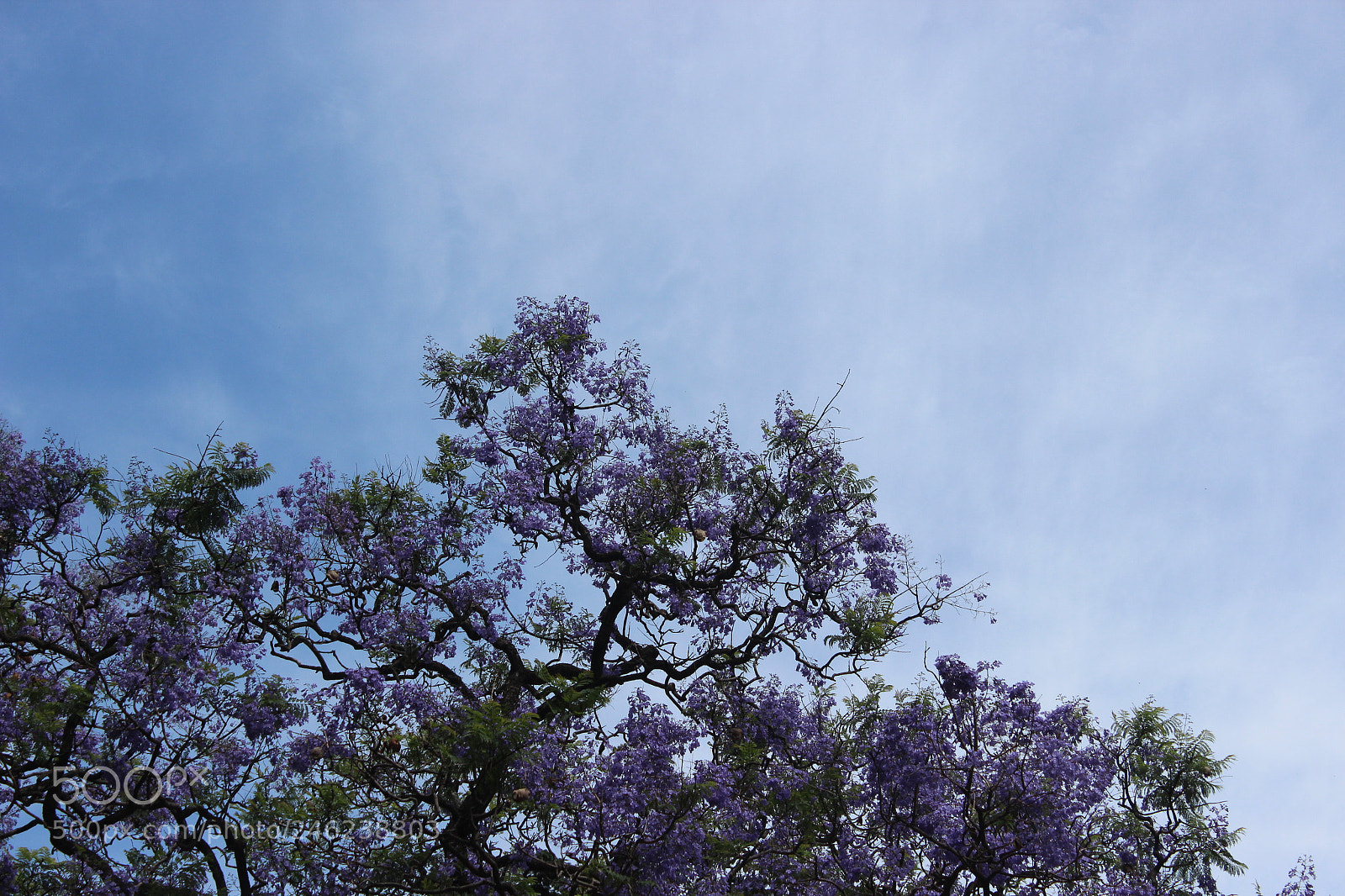 Canon EOS 600D (Rebel EOS T3i / EOS Kiss X5) sample photo. Jacarandá photography