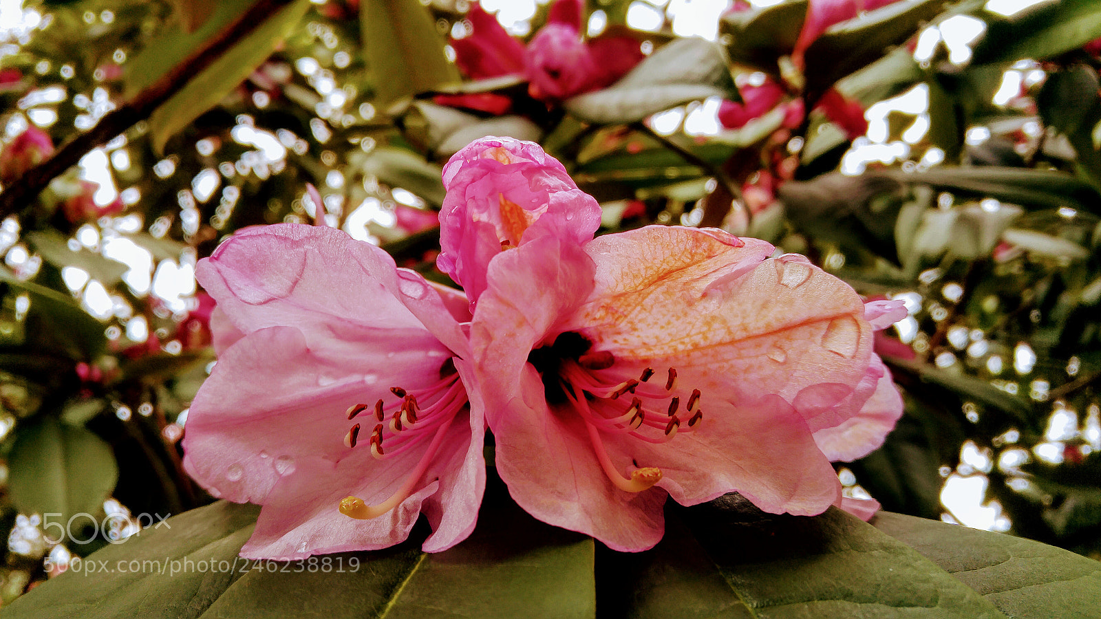 LG G4 sample photo. Beautiful long rhododendron blossoms photography
