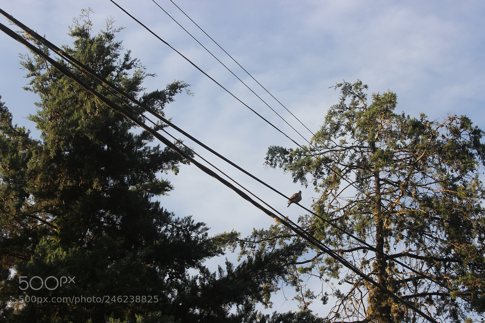 Canon EOS 600D (Rebel EOS T3i / EOS Kiss X5) sample photo. Green sky photography