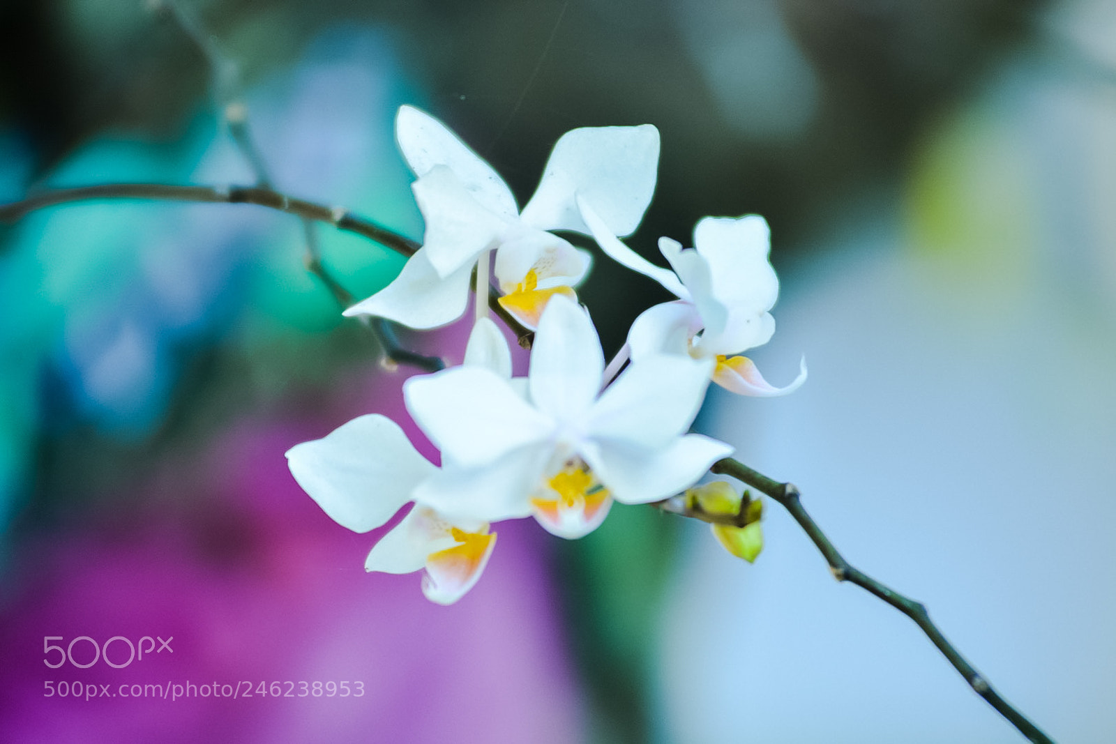 Nikon D7100 sample photo. Untitled photography