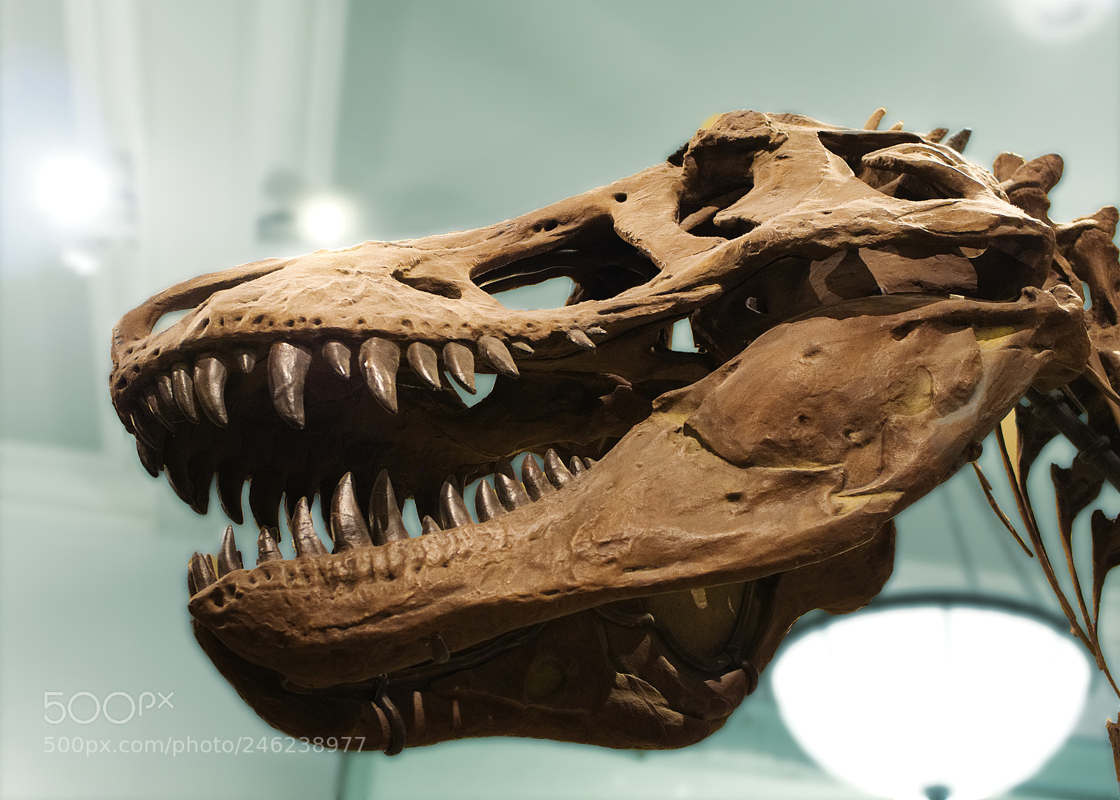 Panasonic Lumix DMC-GH4 sample photo. Natural history 3 photography