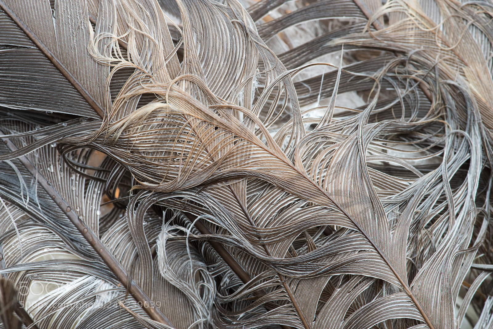 Pentax K-1 sample photo. Wet feathers, february 15th 2018 photography
