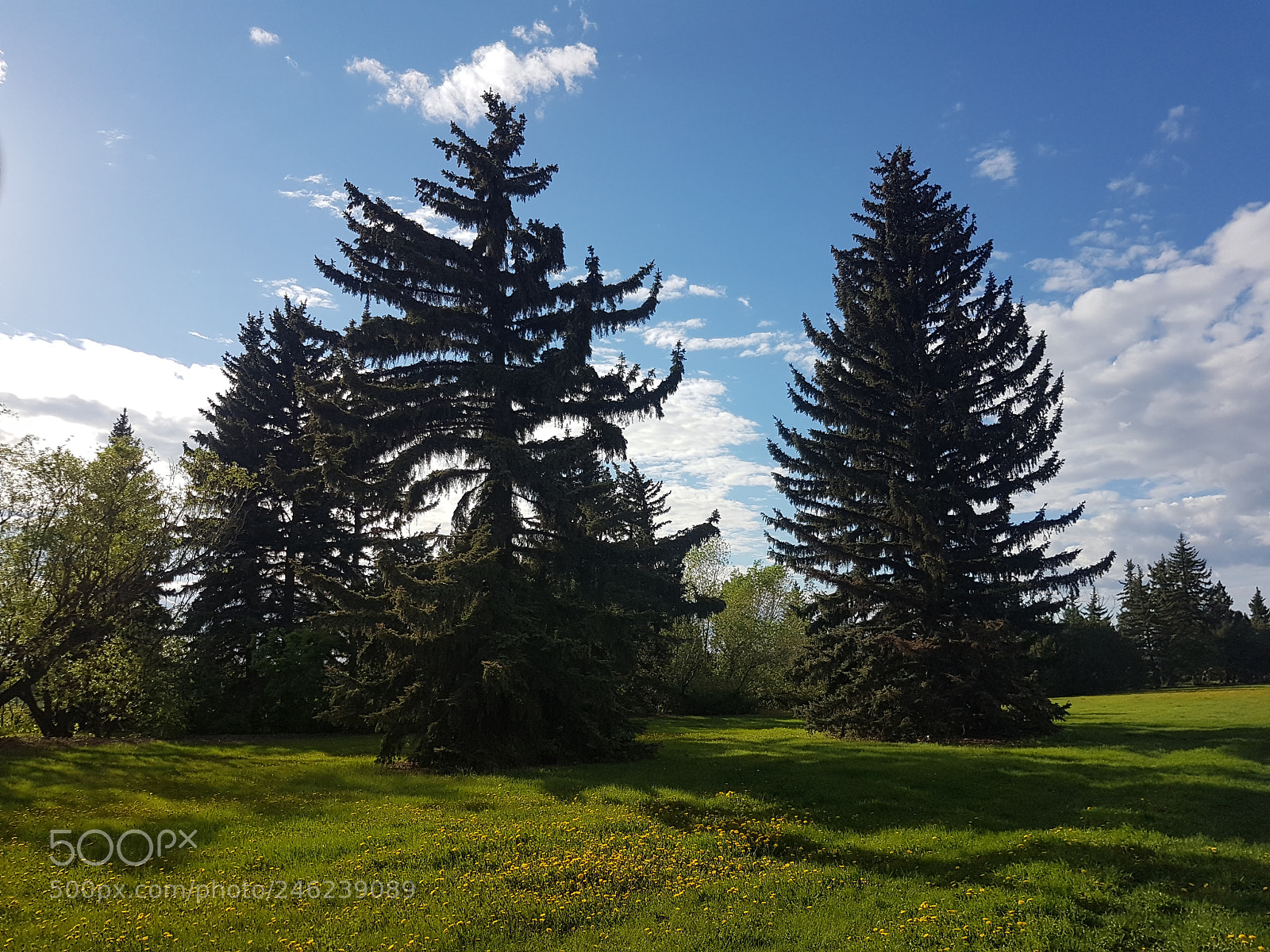 Samsung Galaxy S7 sample photo. Trees in a park photography