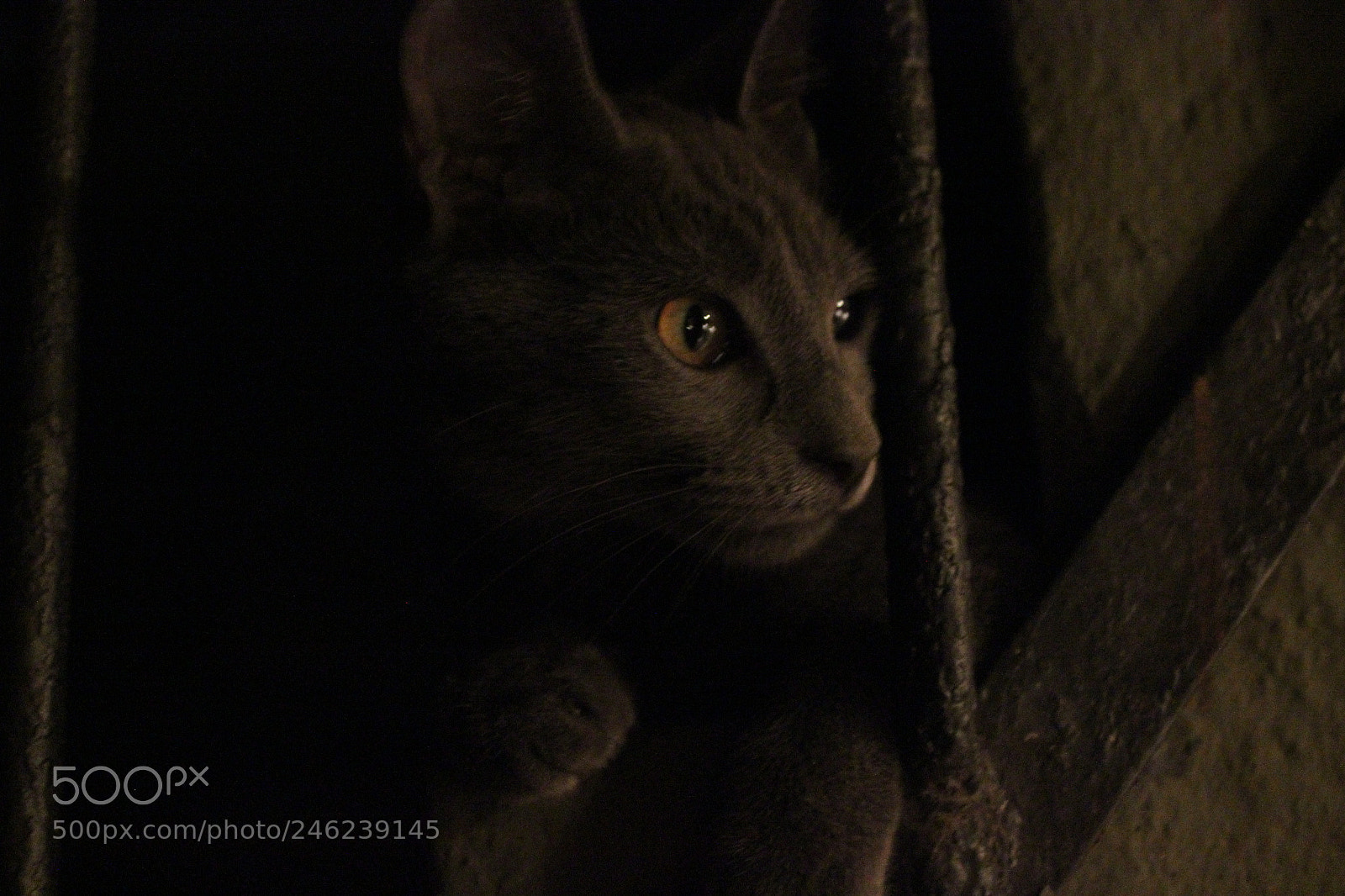 Canon EOS 600D (Rebel EOS T3i / EOS Kiss X5) sample photo. Arya i photography