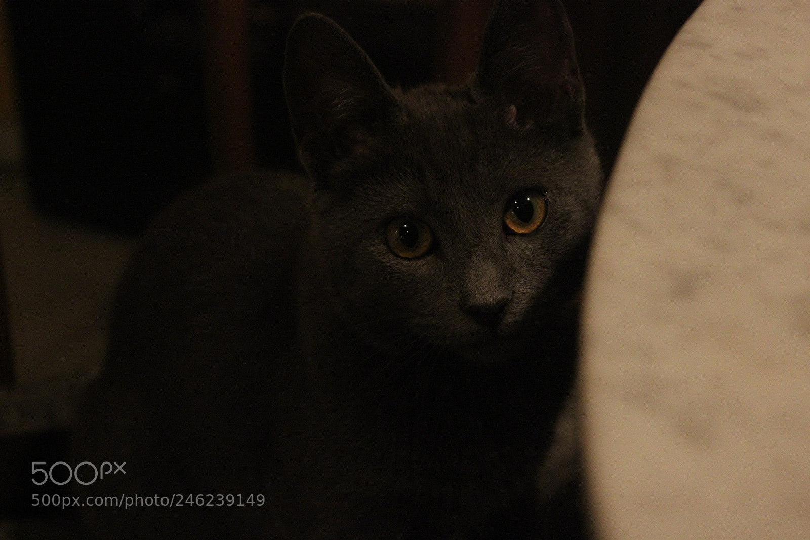 Canon EOS 600D (Rebel EOS T3i / EOS Kiss X5) sample photo. Arya ii photography