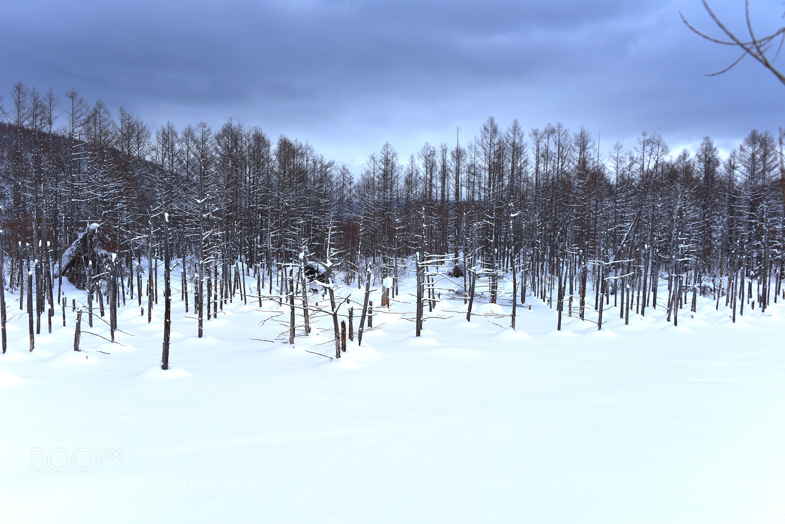 Nikon D810 sample photo. Shirogane, biei-ch , kamikawa-gun photography
