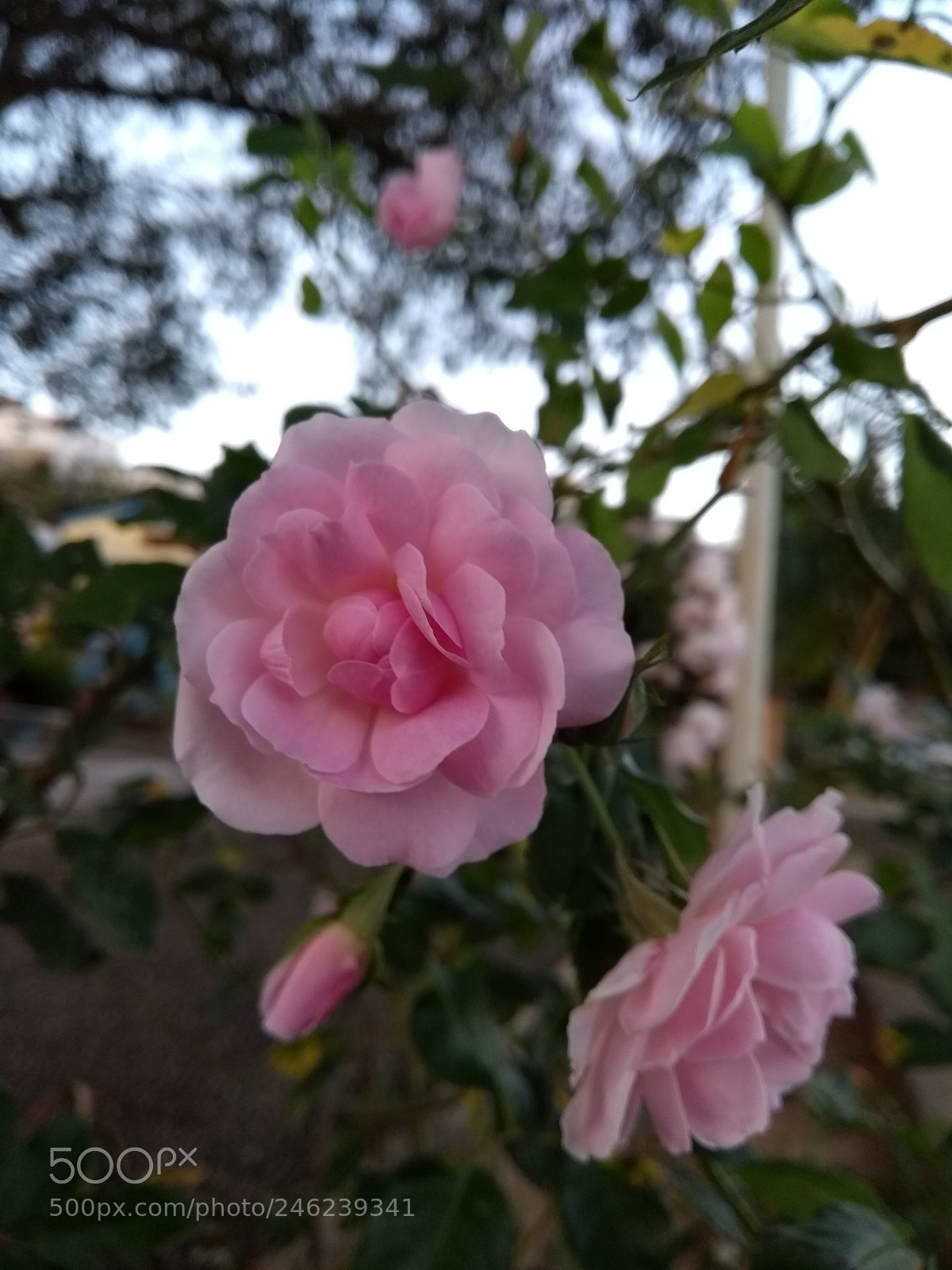 Motorola Moto G (5th Gen) sample photo. Untitled photography