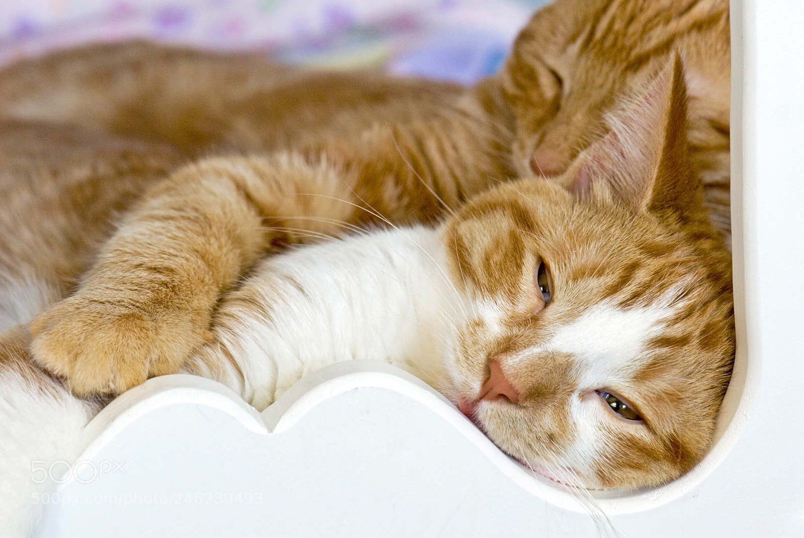 Nikon D200 sample photo. Tabby cat nap photography