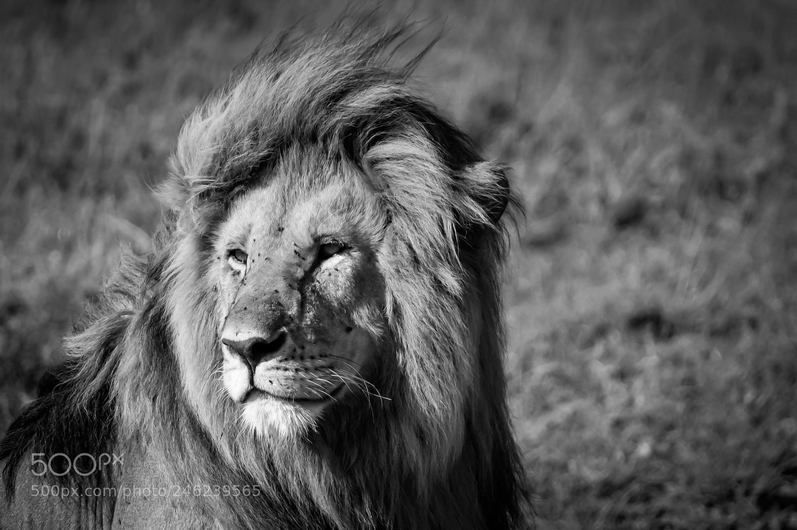 Nikon D5100 sample photo. Lion in serengeti photography