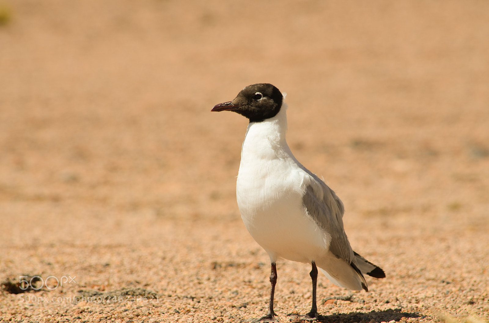 Nikon D5100 sample photo. Andean segull photography