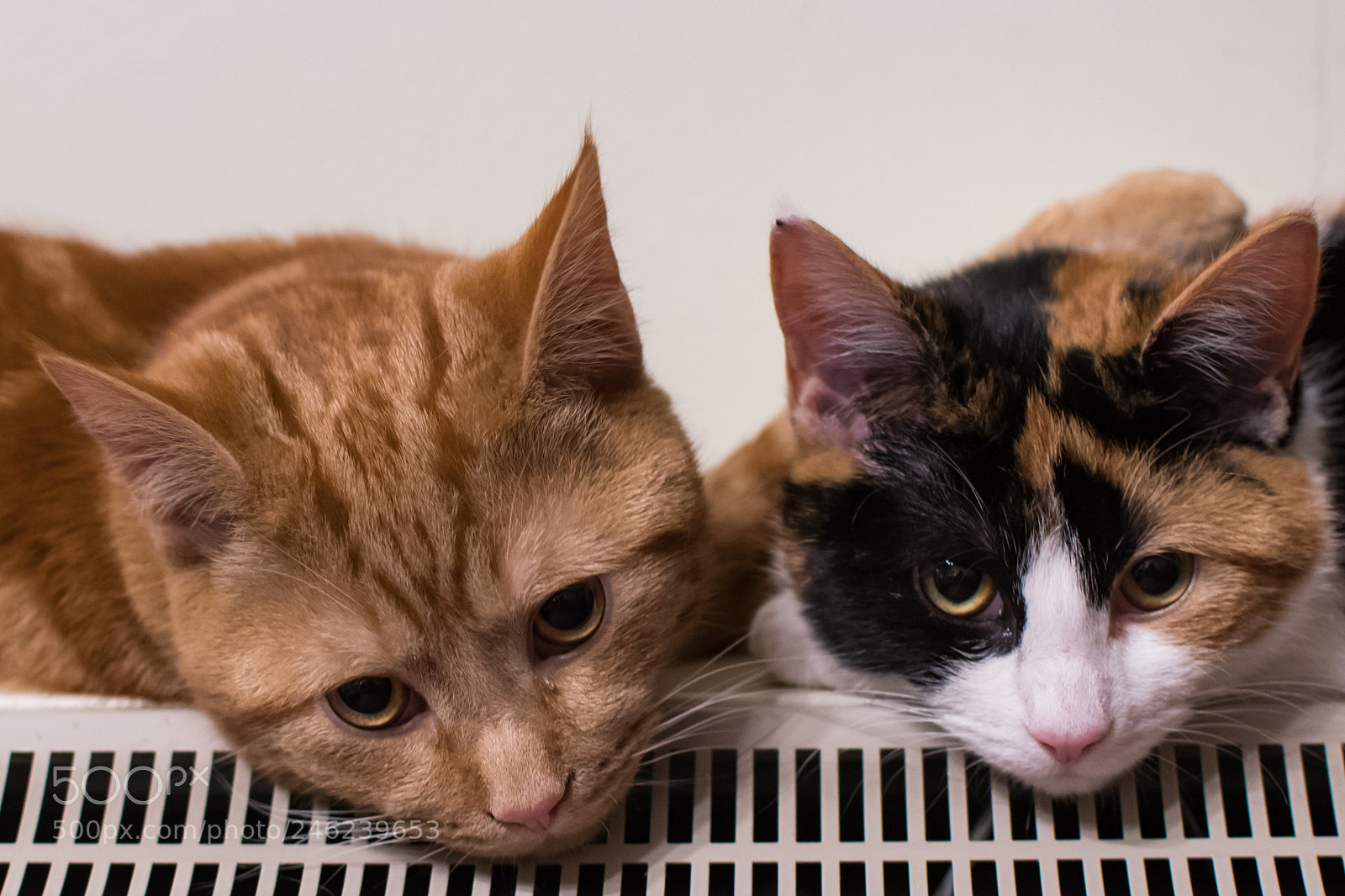 Nikon D500 sample photo. Cats on a hot photography