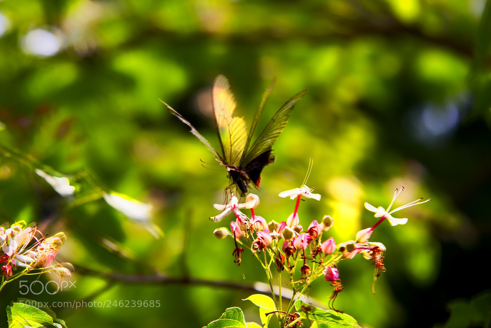Canon EOS 7D sample photo. 나빌레라 photography