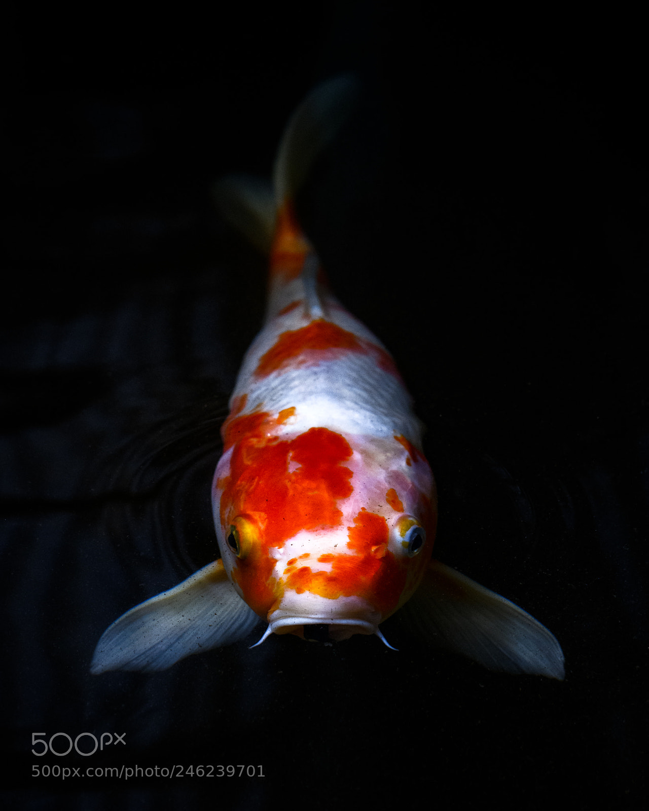 Nikon D850 sample photo. Koi photography
