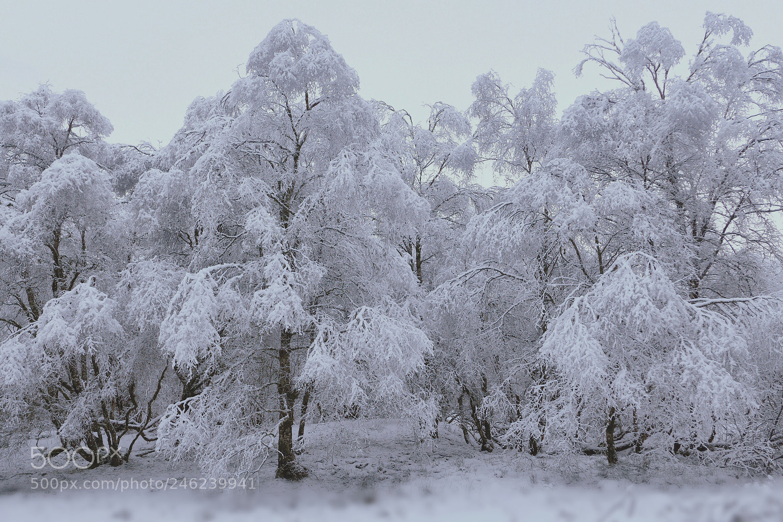 Panasonic Lumix DMC-LX7 sample photo. Wonder winterland photography