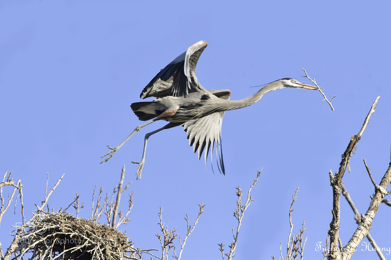 Nikon D500 sample photo. Taking off twig from photography
