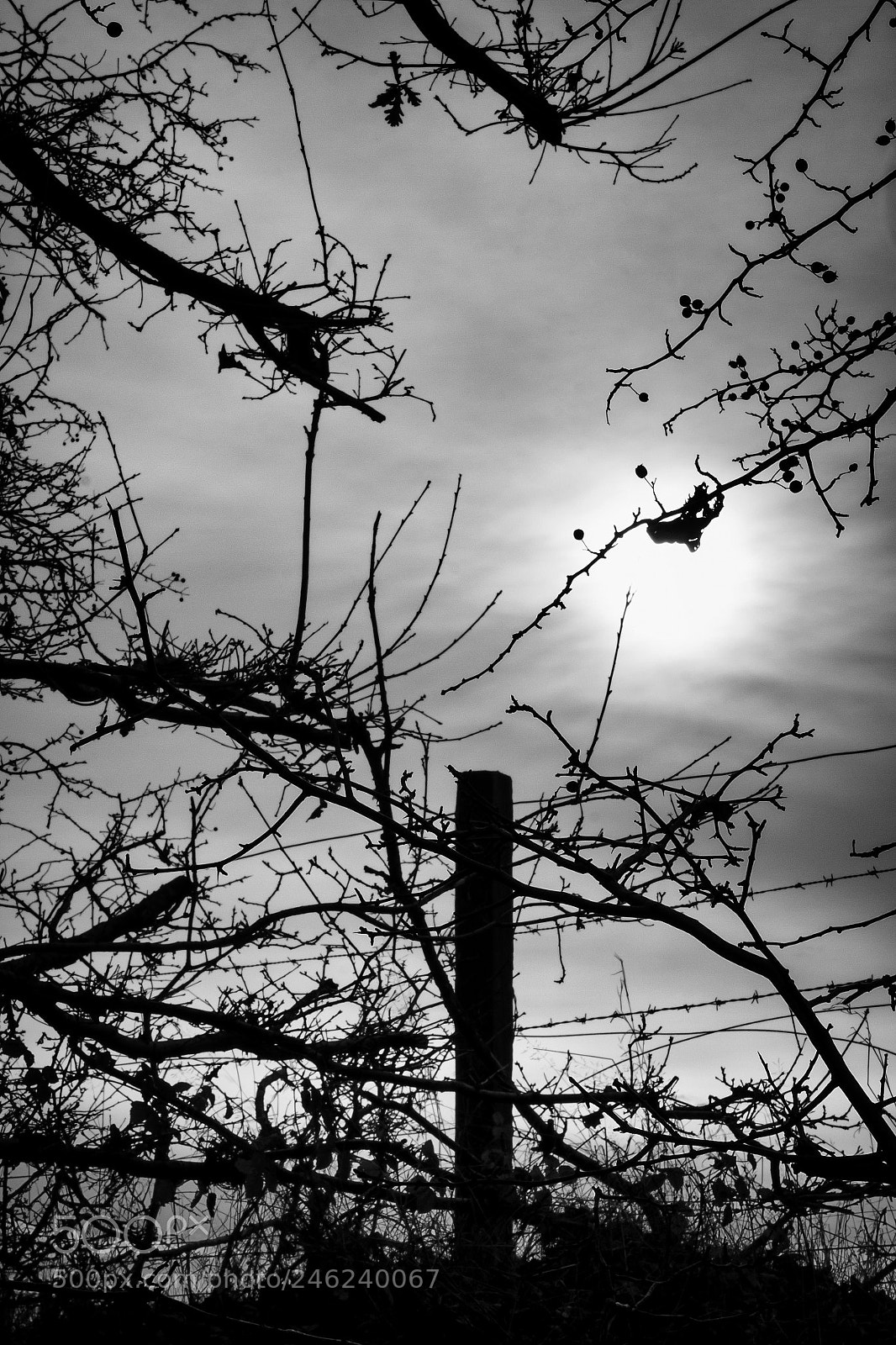Canon EOS 50D sample photo. Tendrils of nature photography