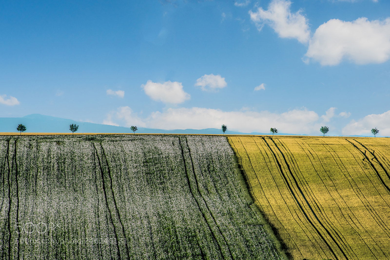 Nikon D810 sample photo. Wheat fields photography