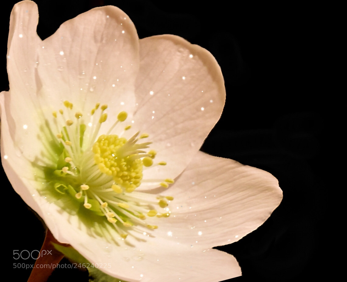 Nikon D5600 sample photo. Hellebores photography