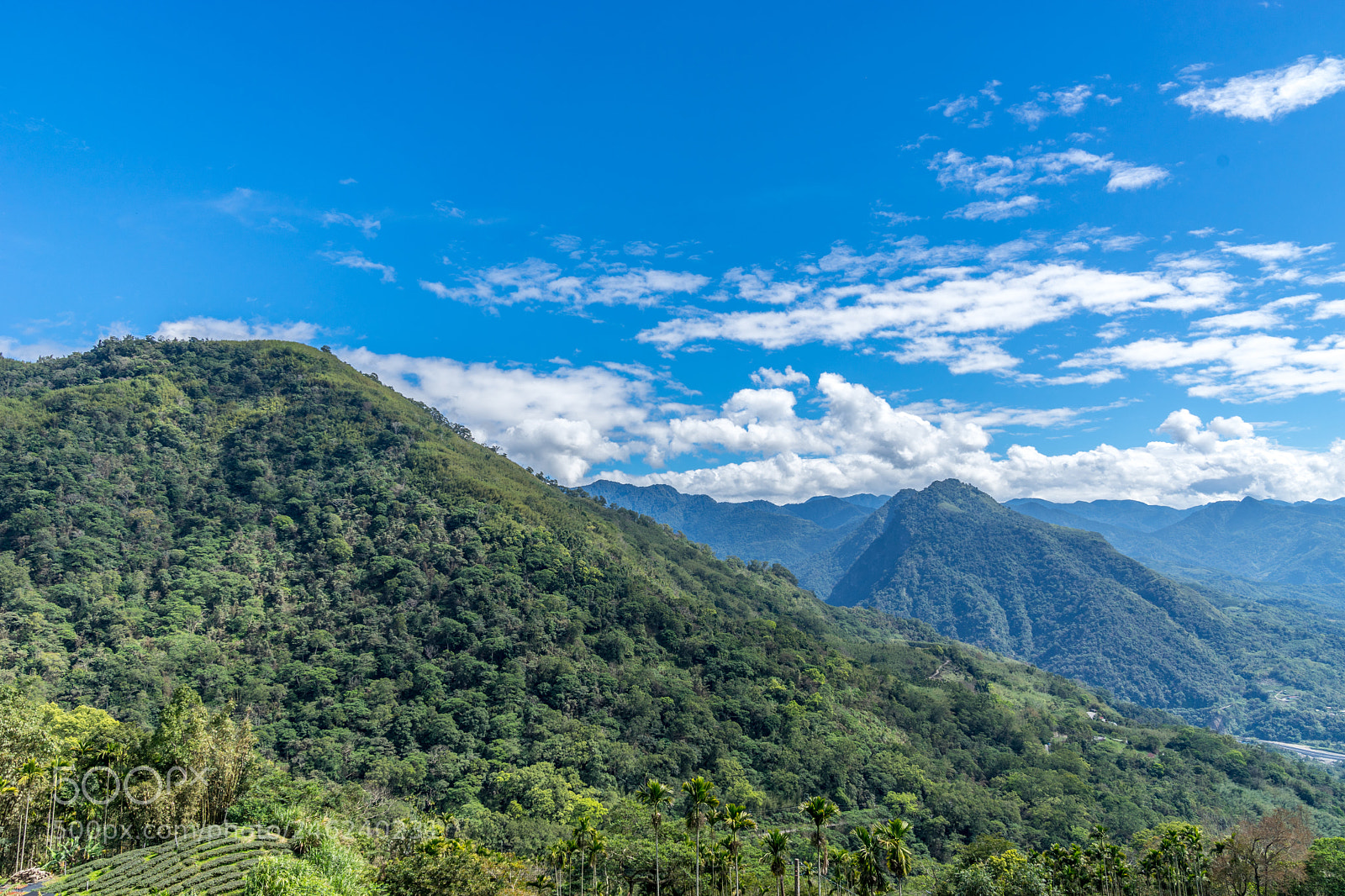 Sony a7 II sample photo. Alishan mountainside photography