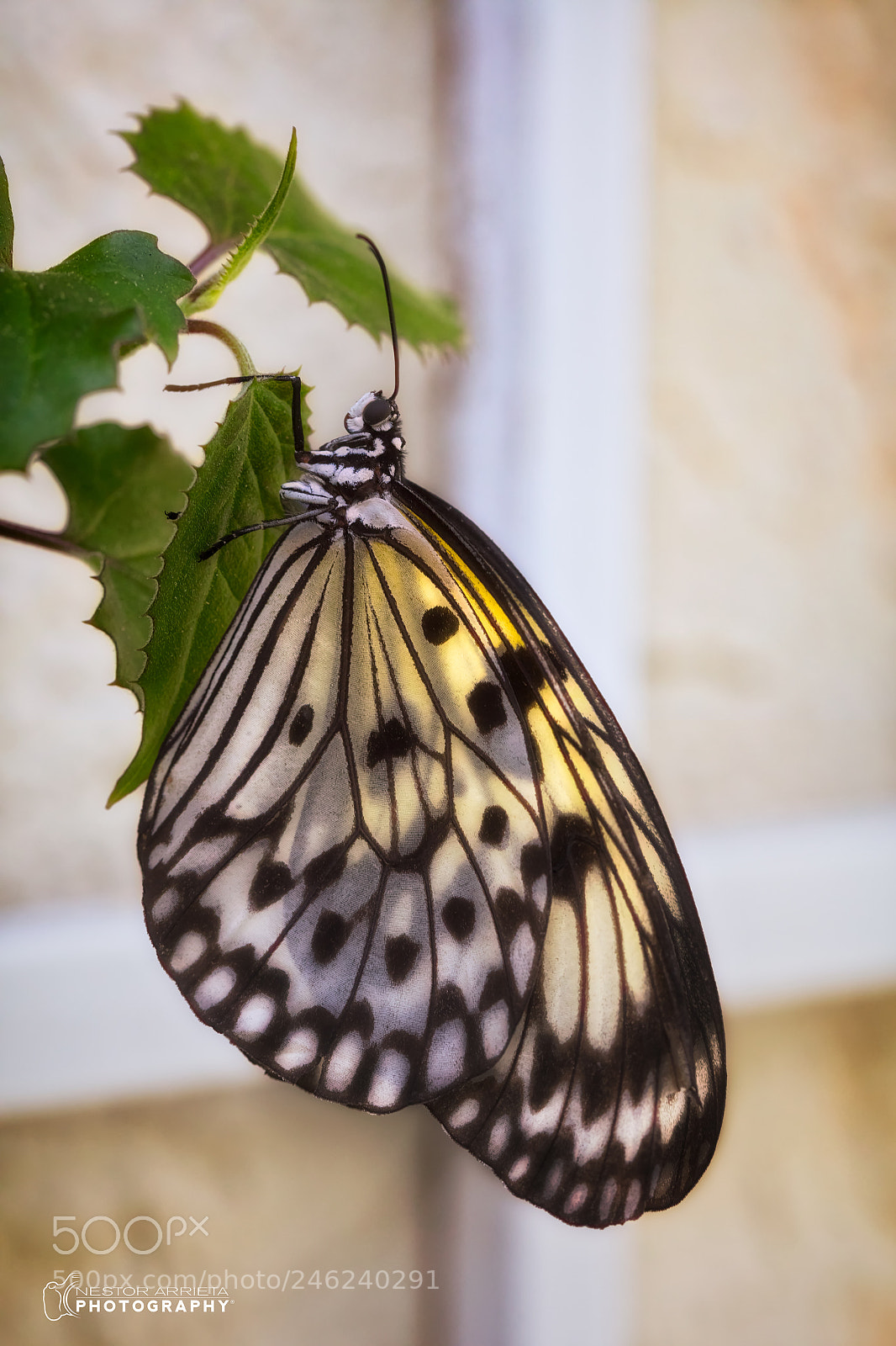 Canon EOS 5DS R sample photo. Sergeant photography