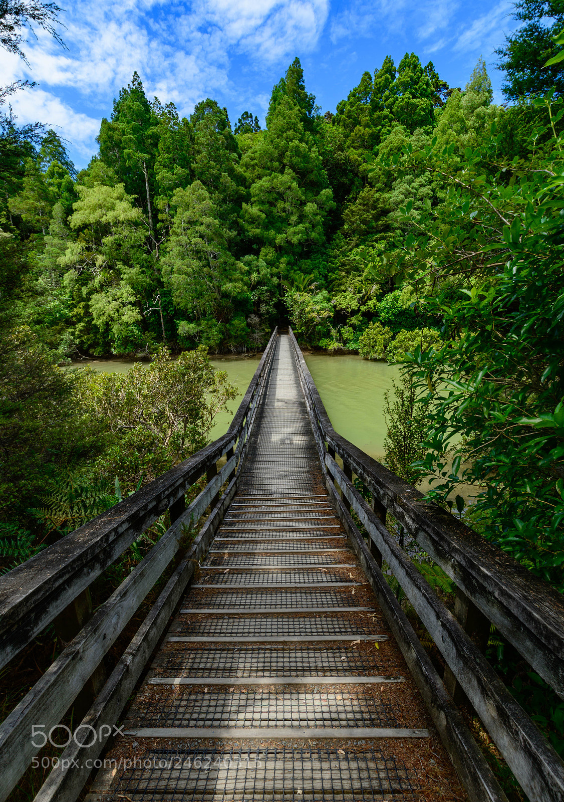 Nikon D7500 sample photo. Okura bush walk  photography