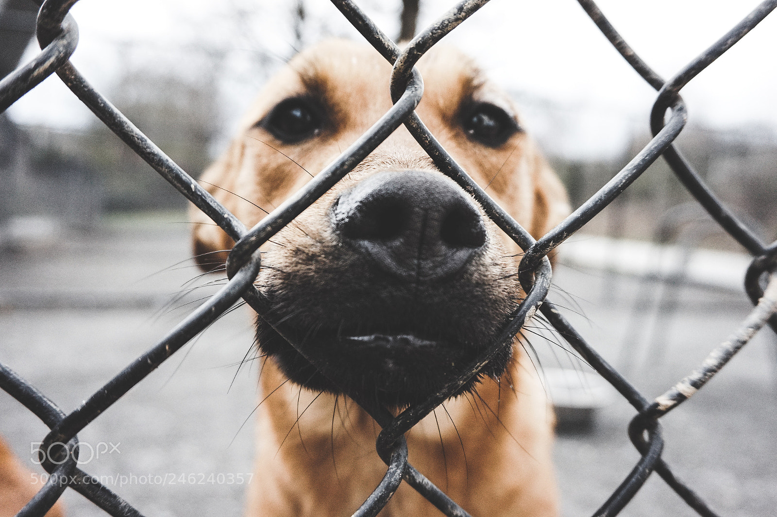Sony Alpha a5000 (ILCE 5000) sample photo. Fence photography