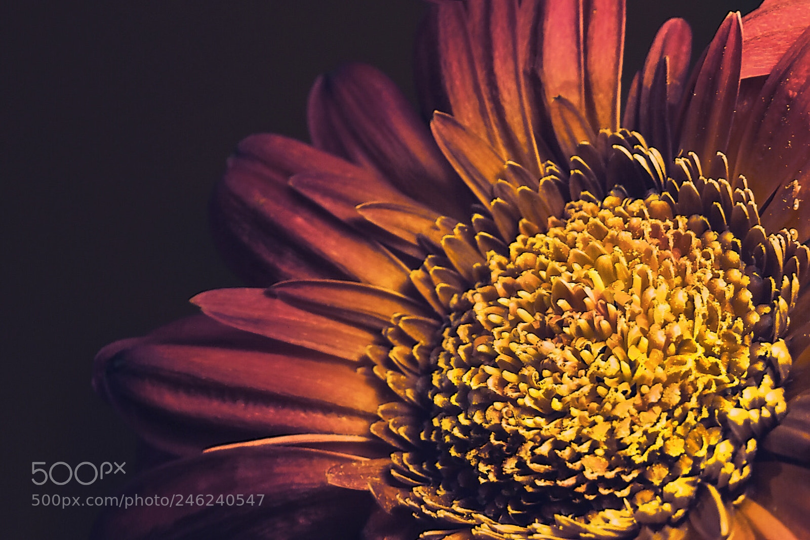 Nikon D5600 sample photo. Gerbera photography