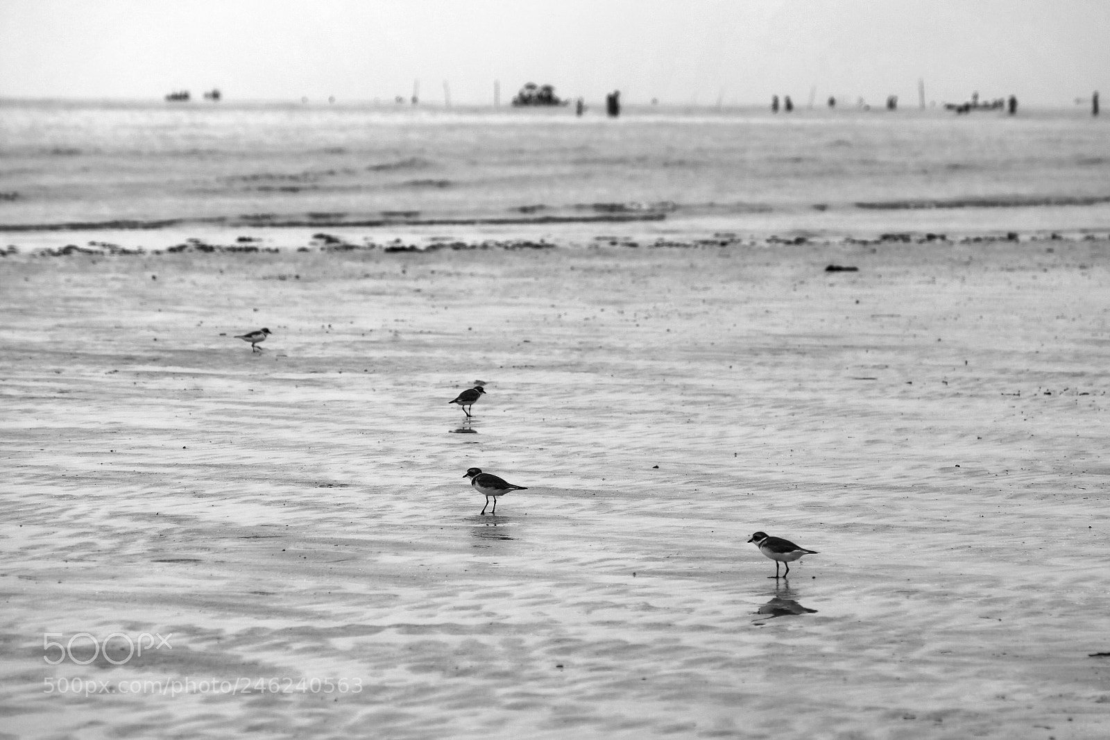Fujifilm X-T2 sample photo. Birds photography