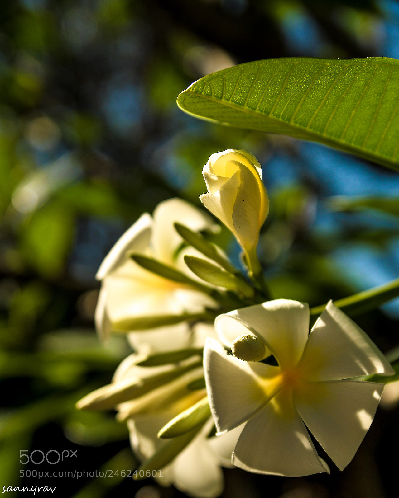 Nikon D7500 sample photo. White photography