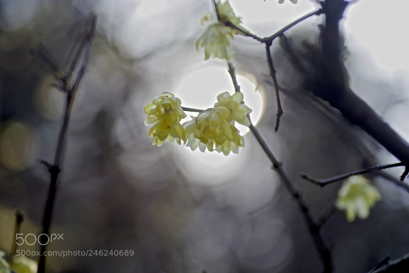 Pentax K-1 sample photo. Plum light photography