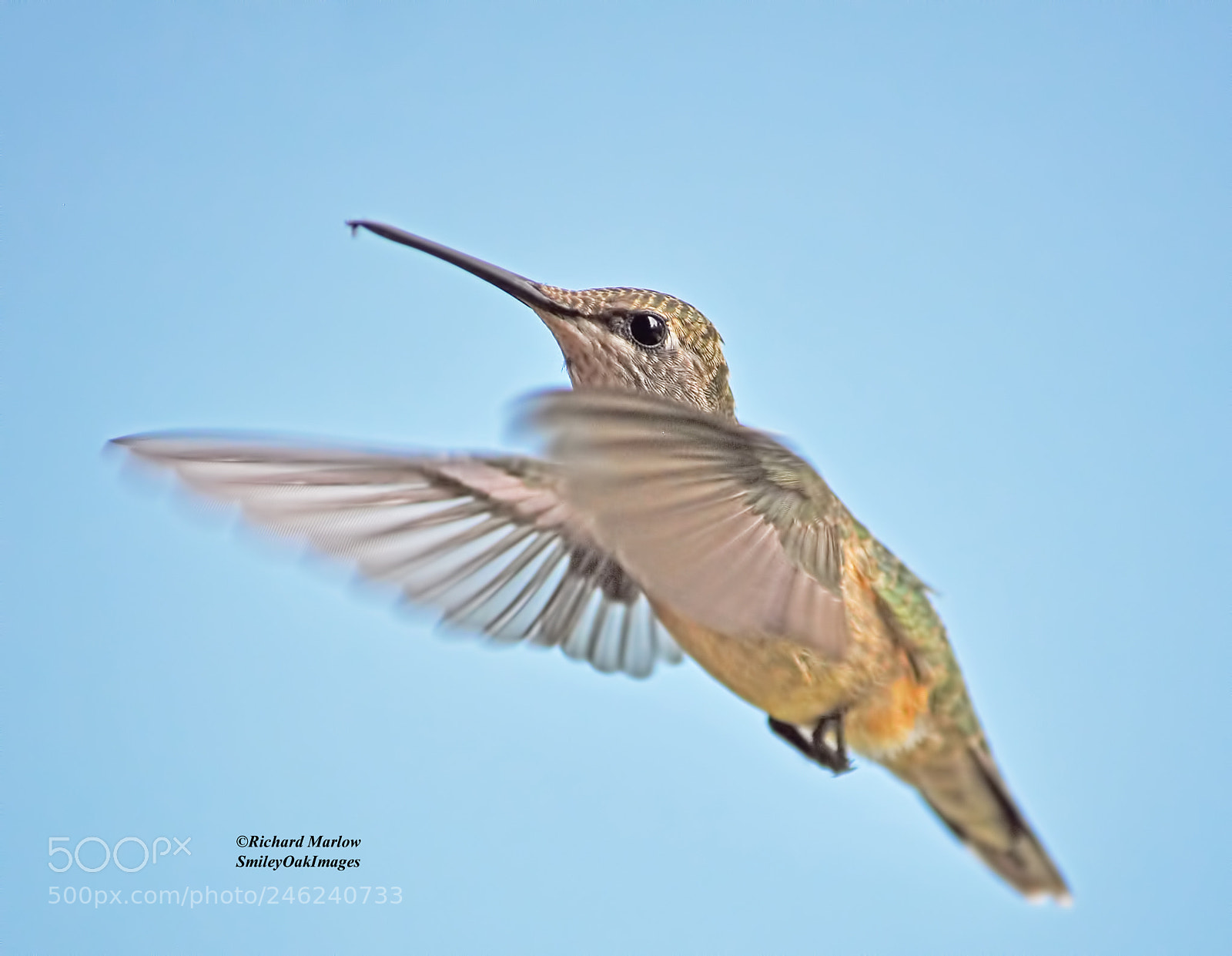 Nikon D5000 sample photo. Hummingbird photography