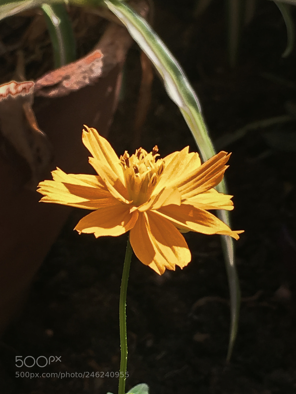 Apple iPhone SE sample photo. Garden photography photography