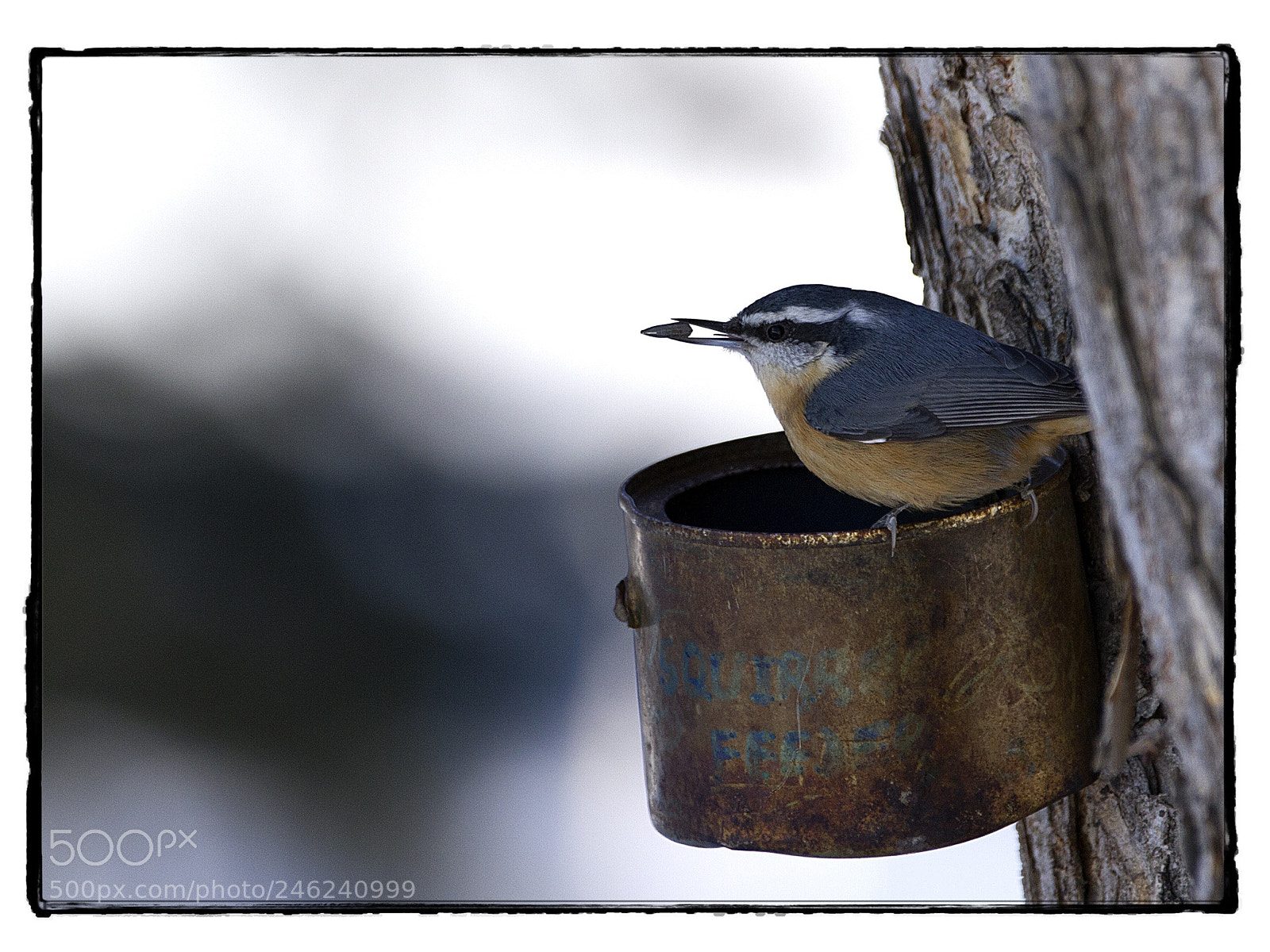Canon EOS 7D sample photo. Nuthatch with seed at photography
