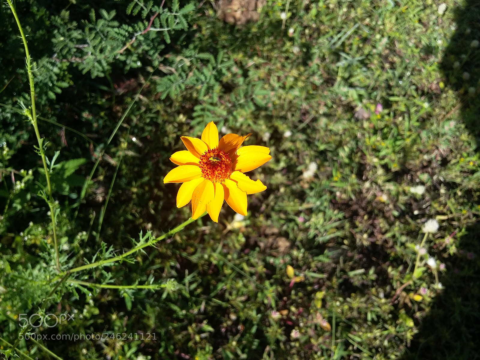 Samsung Galaxy Grand Prime sample photo. Yellow flower #2 photography