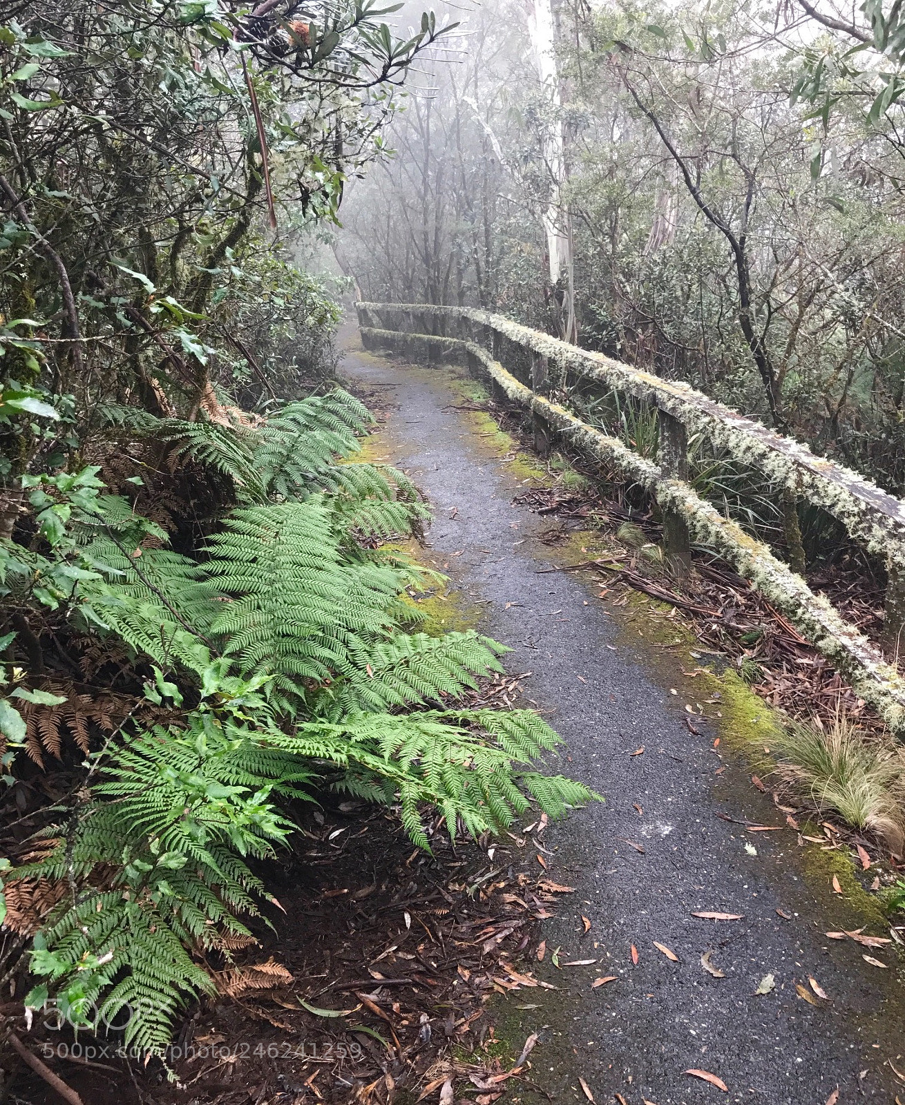Apple iPhone 7 sample photo. Dorrigo rainforest photography