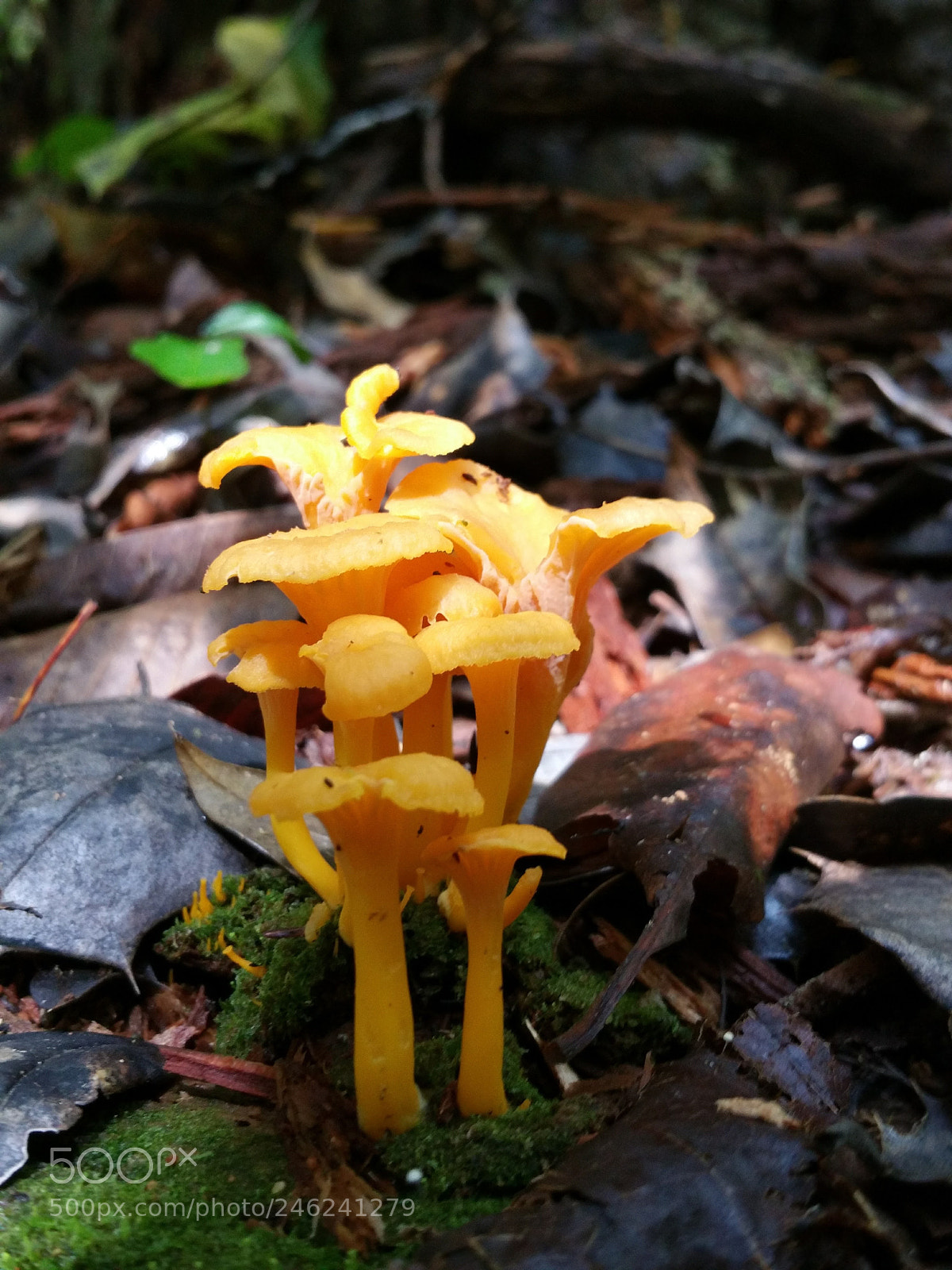 Samsung Galaxy Note4 sample photo. Orange layers photography