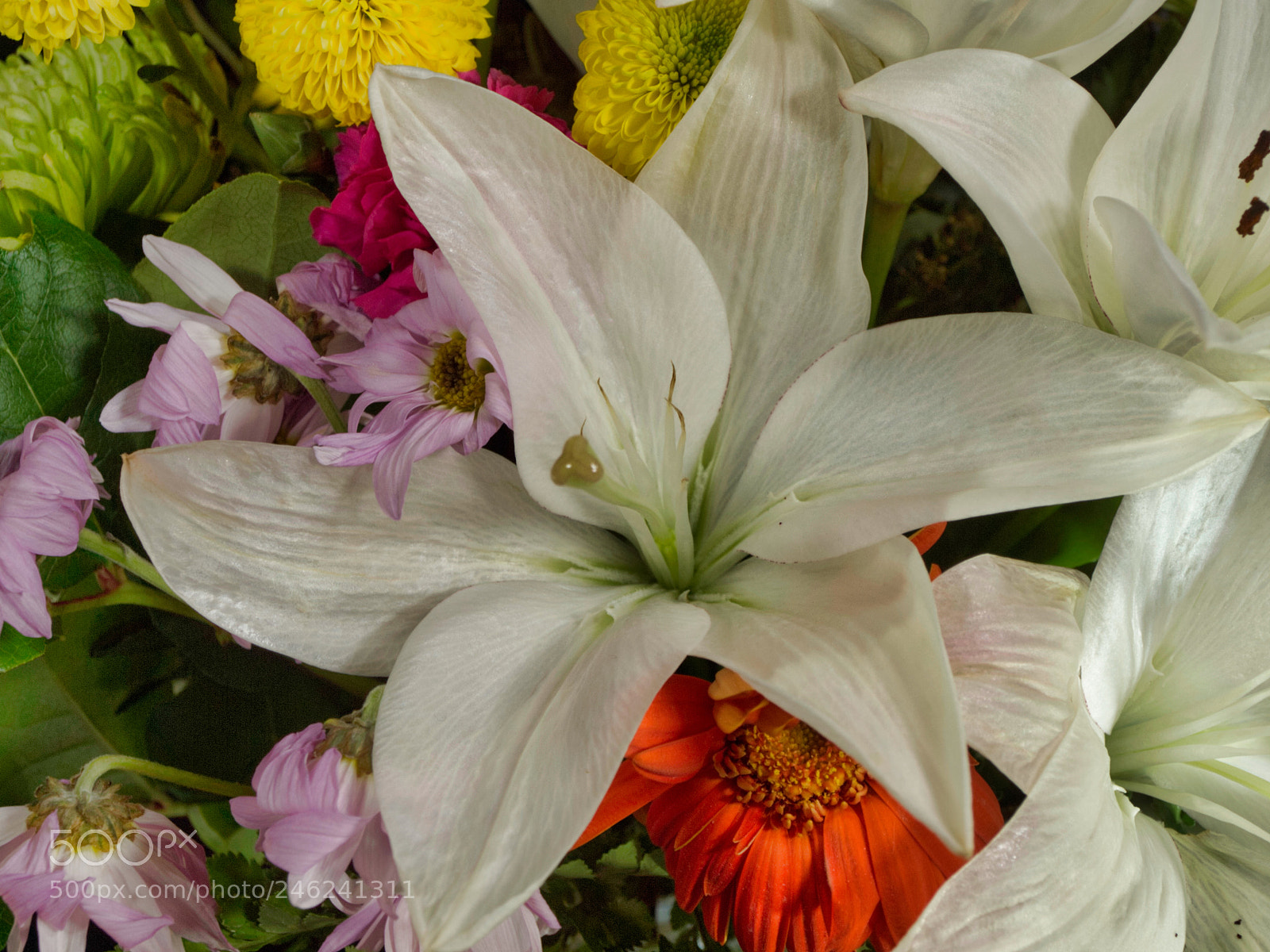 Olympus E-620 (EVOLT E-620) sample photo. White and blooming photography