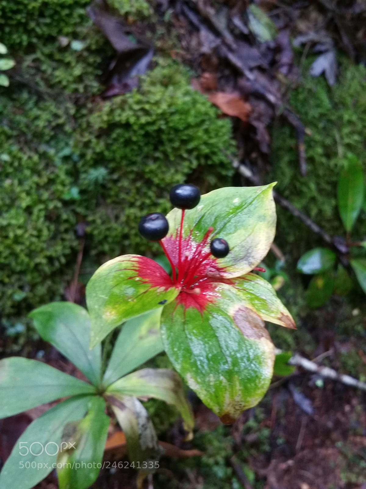 Samsung Galaxy Note4 sample photo. Centered red photography