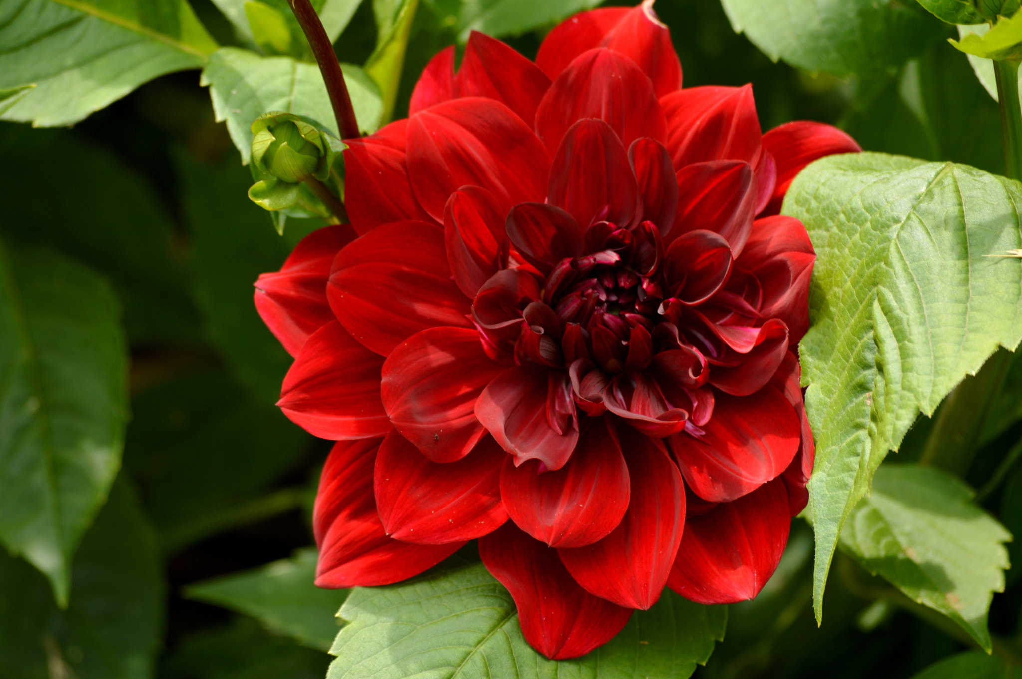 Nikon D3200 sample photo. Garden photography
