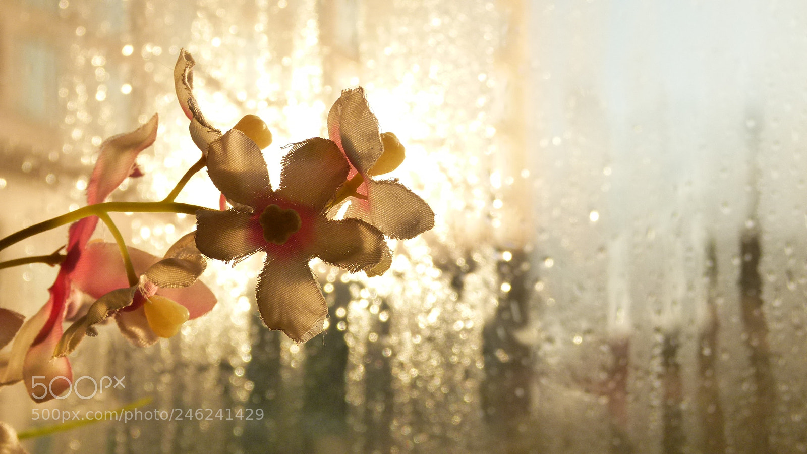 Leica V-Lux 2 sample photo. Untitled photography