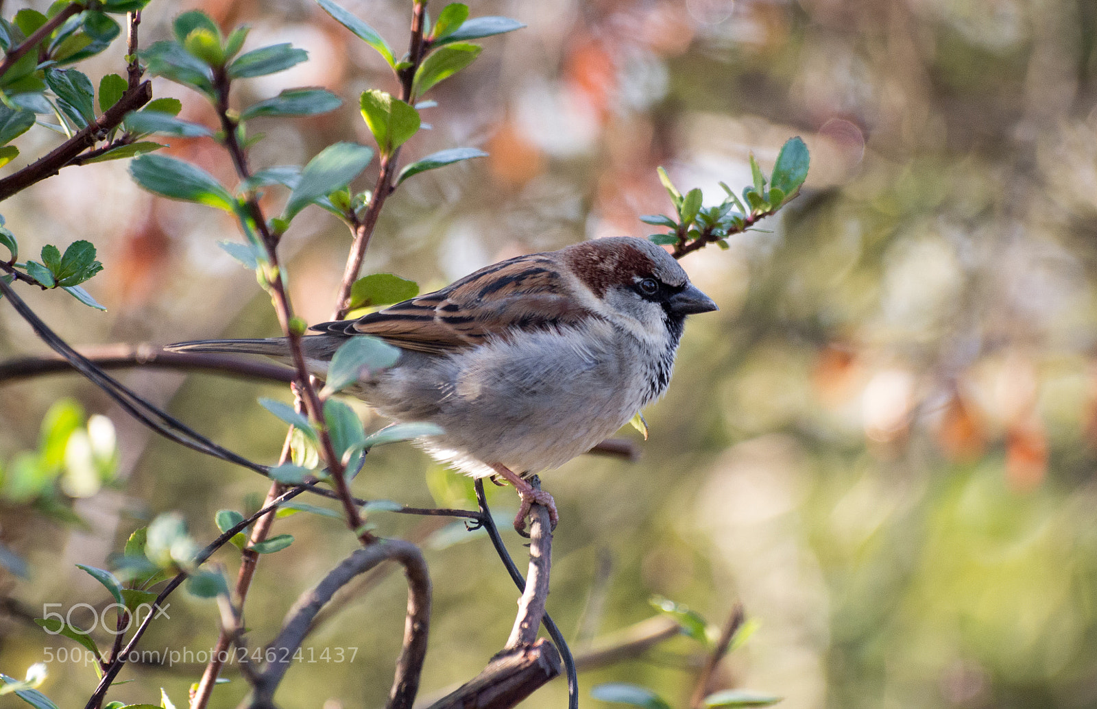 Pentax K-30 sample photo. Pretty sparrow photography