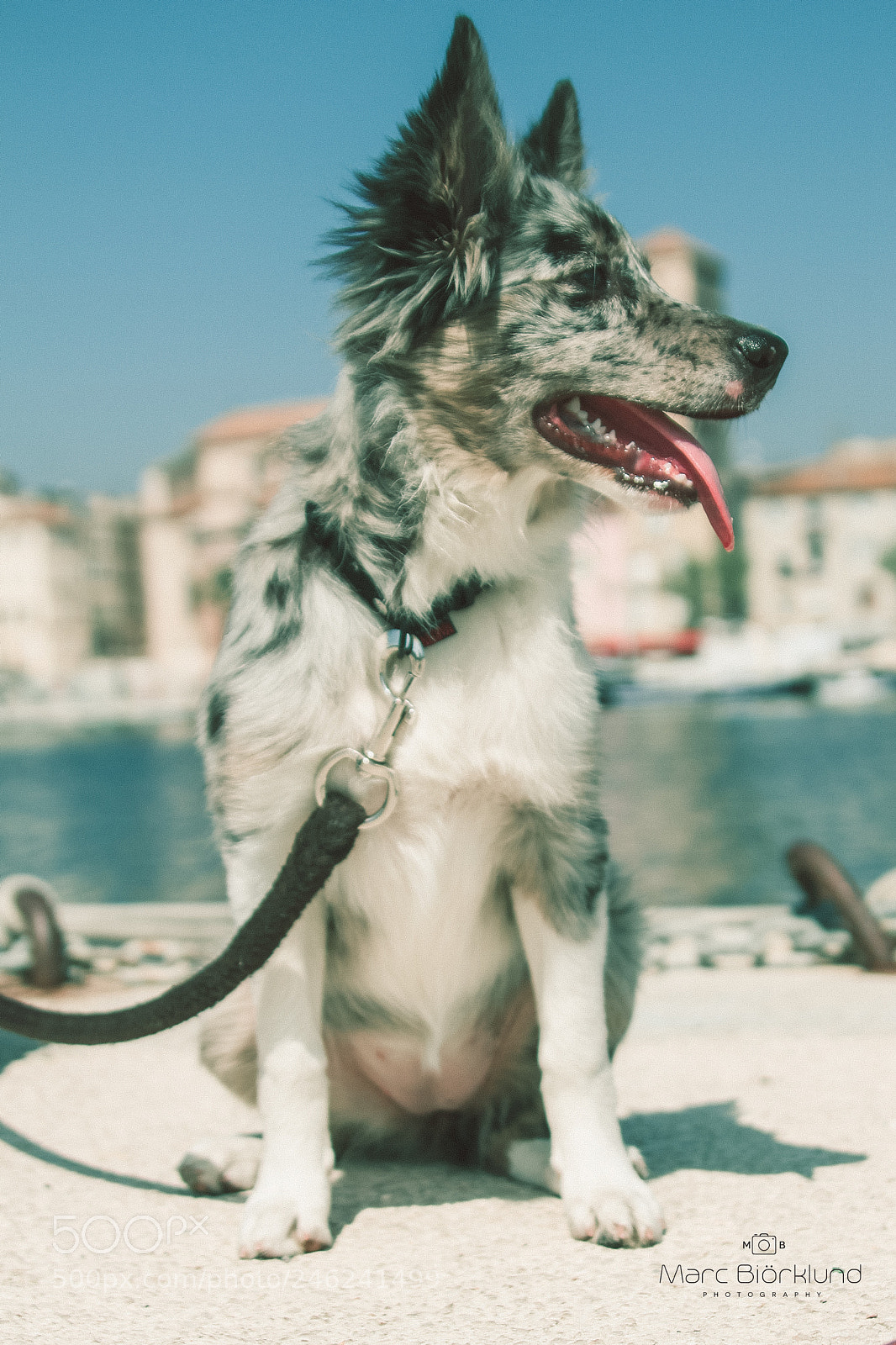 Canon EOS 7D sample photo. Flocky, 3 month old photography