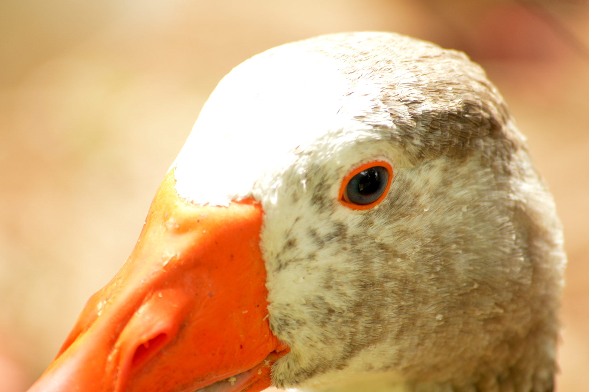 Nikon D3200 sample photo. Father goose photography