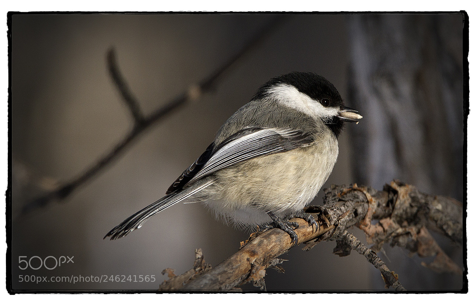 Canon EOS 7D sample photo. Black-capped chickadee with seed. photography